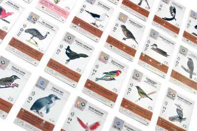 na-skrzydlach-ptaki-oceanii-zestaw-kart